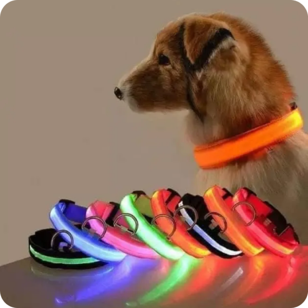 COLLAR LUZ LED PERROS RECARGABLE - Imagen 2